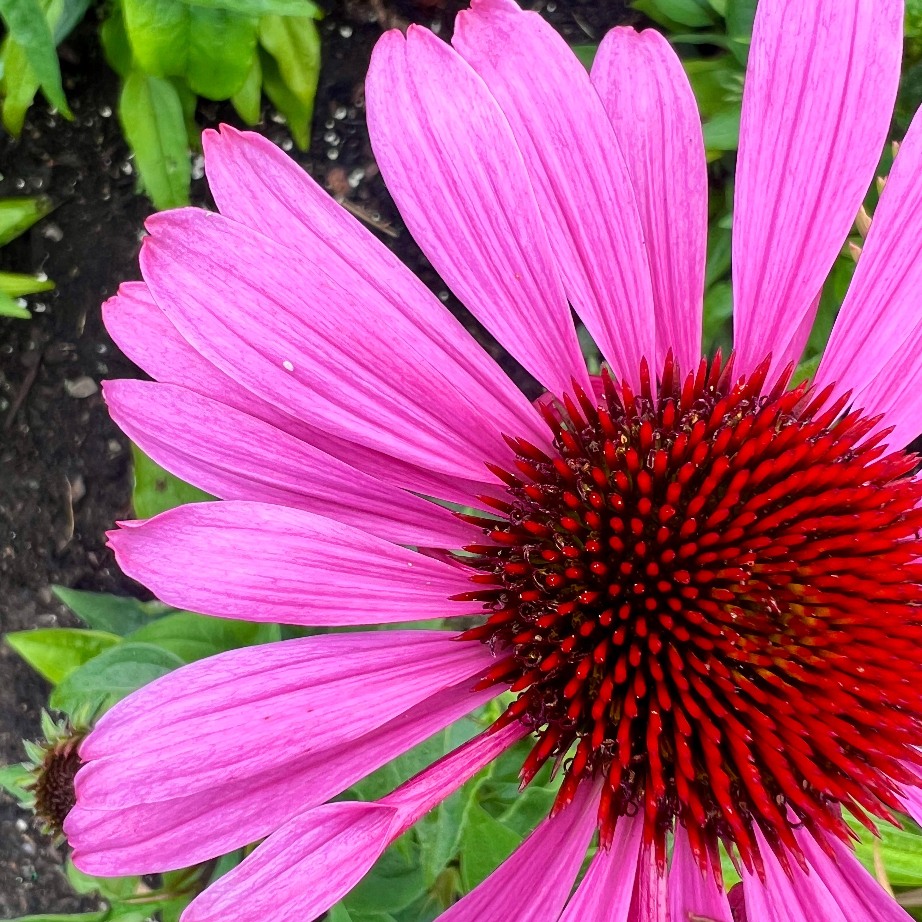 Berry's Five Favorites: Summer 2025 Edition